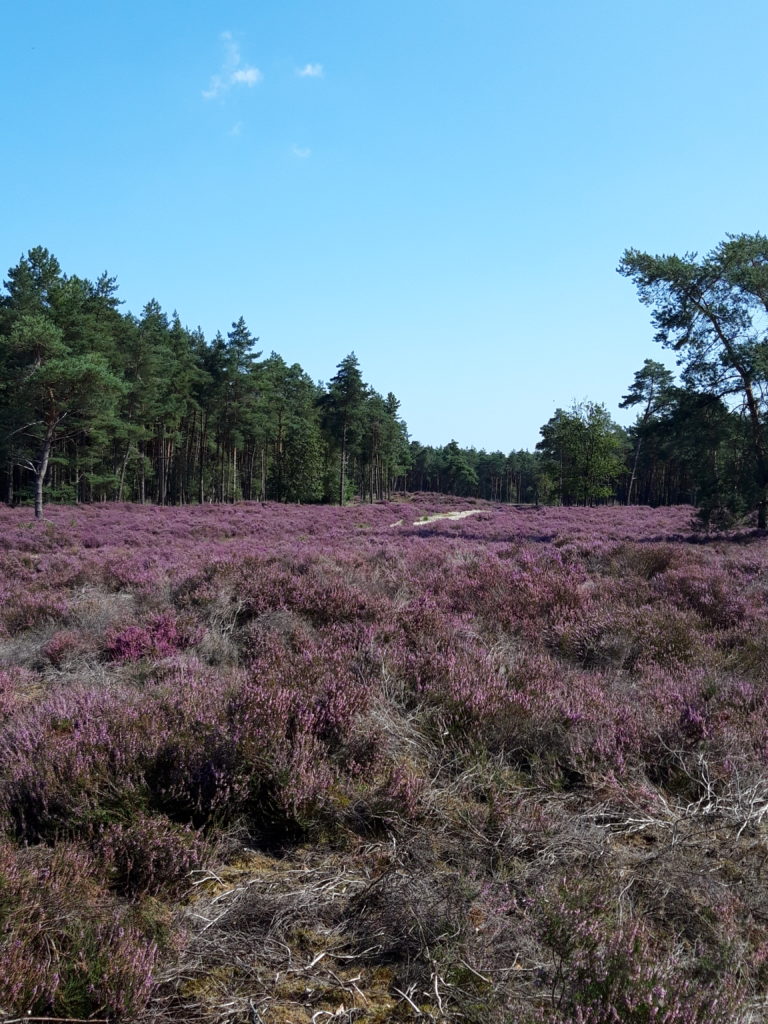 De Kraanvensche Berg — photo 2